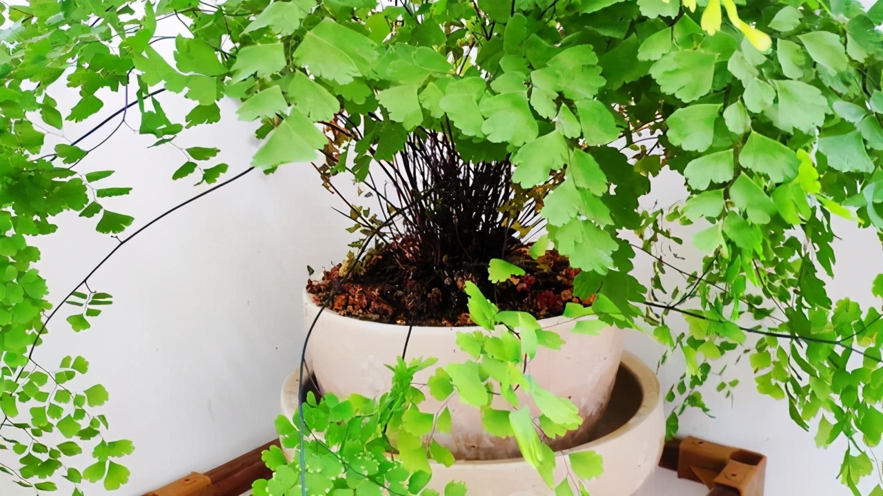 室内适合养这6种花草,9种高级绿植