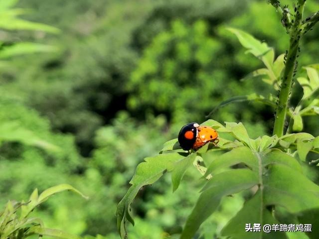 游玩北京香山公园之行,7月的北京香山公园图片