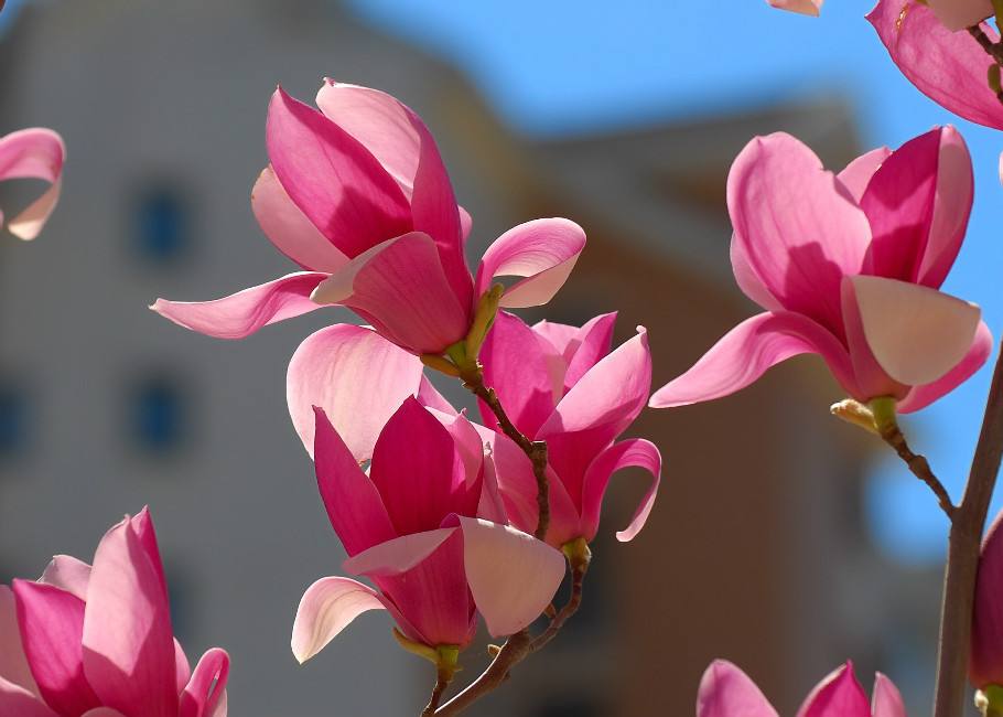 最美玉兰花树图片大全,最美玉兰花开