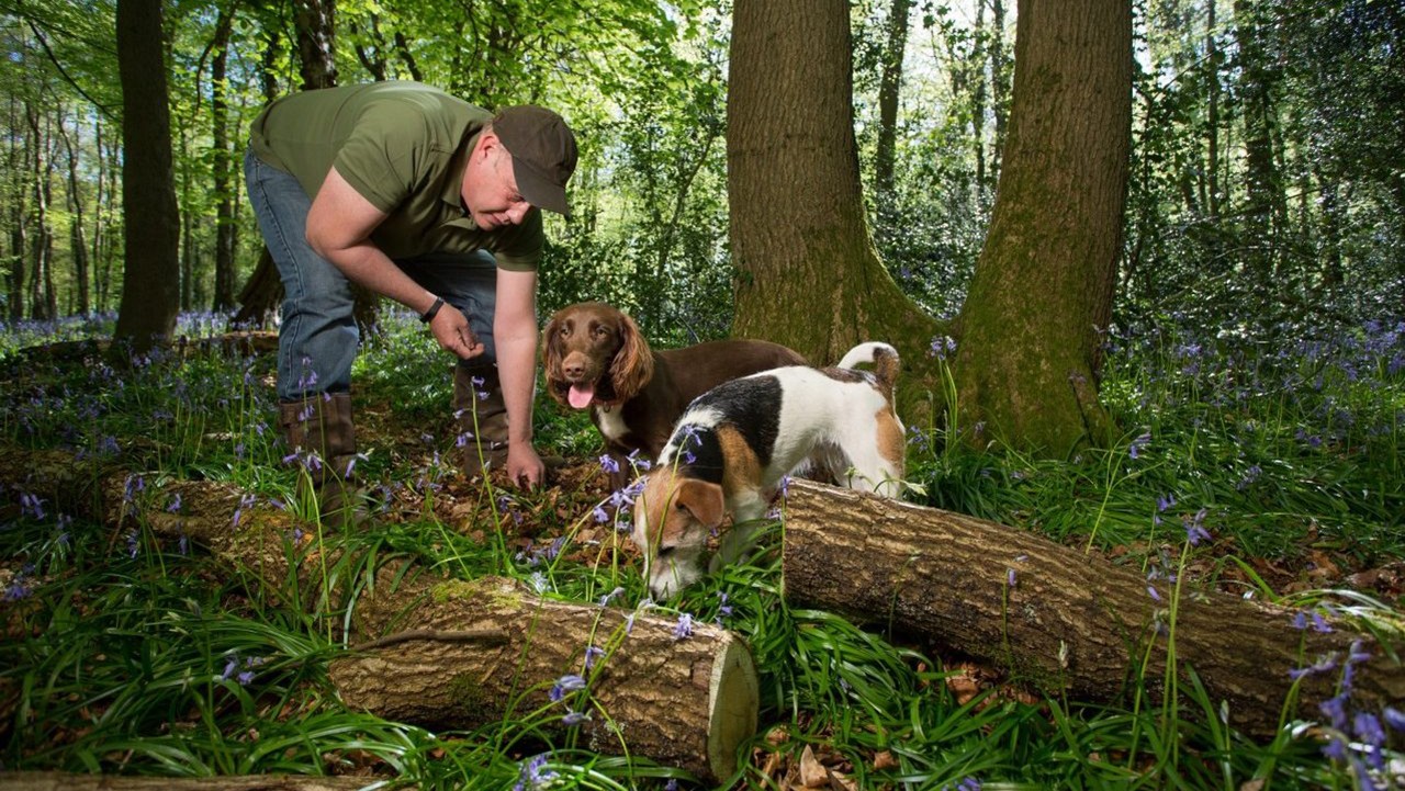 世界最贵蘑菇品种,世界上最贵蘑菇多少钱