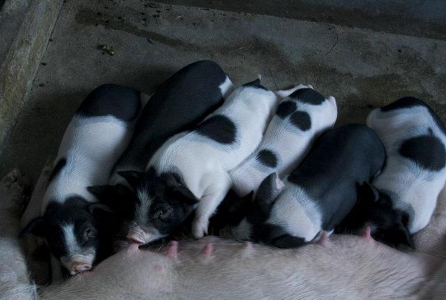 母猪产前注意事项有哪些,母猪产前需要做哪些工作