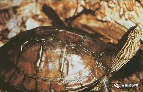中华花龟的全部资料,中华花龟图片和养中华龟的知识