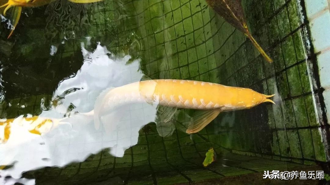 这位土豪家的渔场,光滤材就花了500多万,你确定不要见识一下?