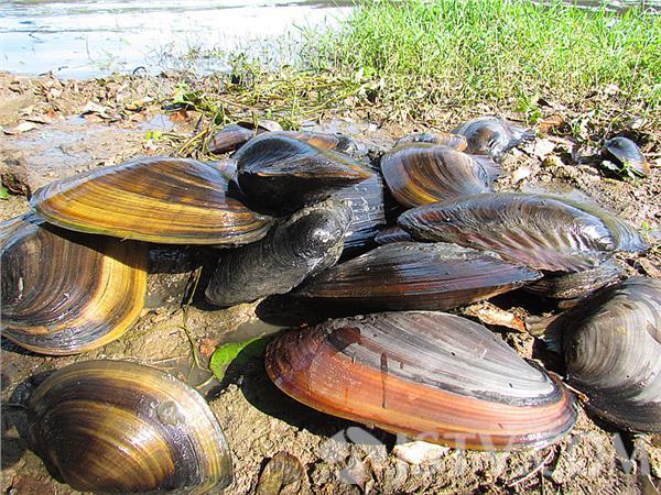 河蚌怎么洗煮才好吃,河蚌怎么弄干净