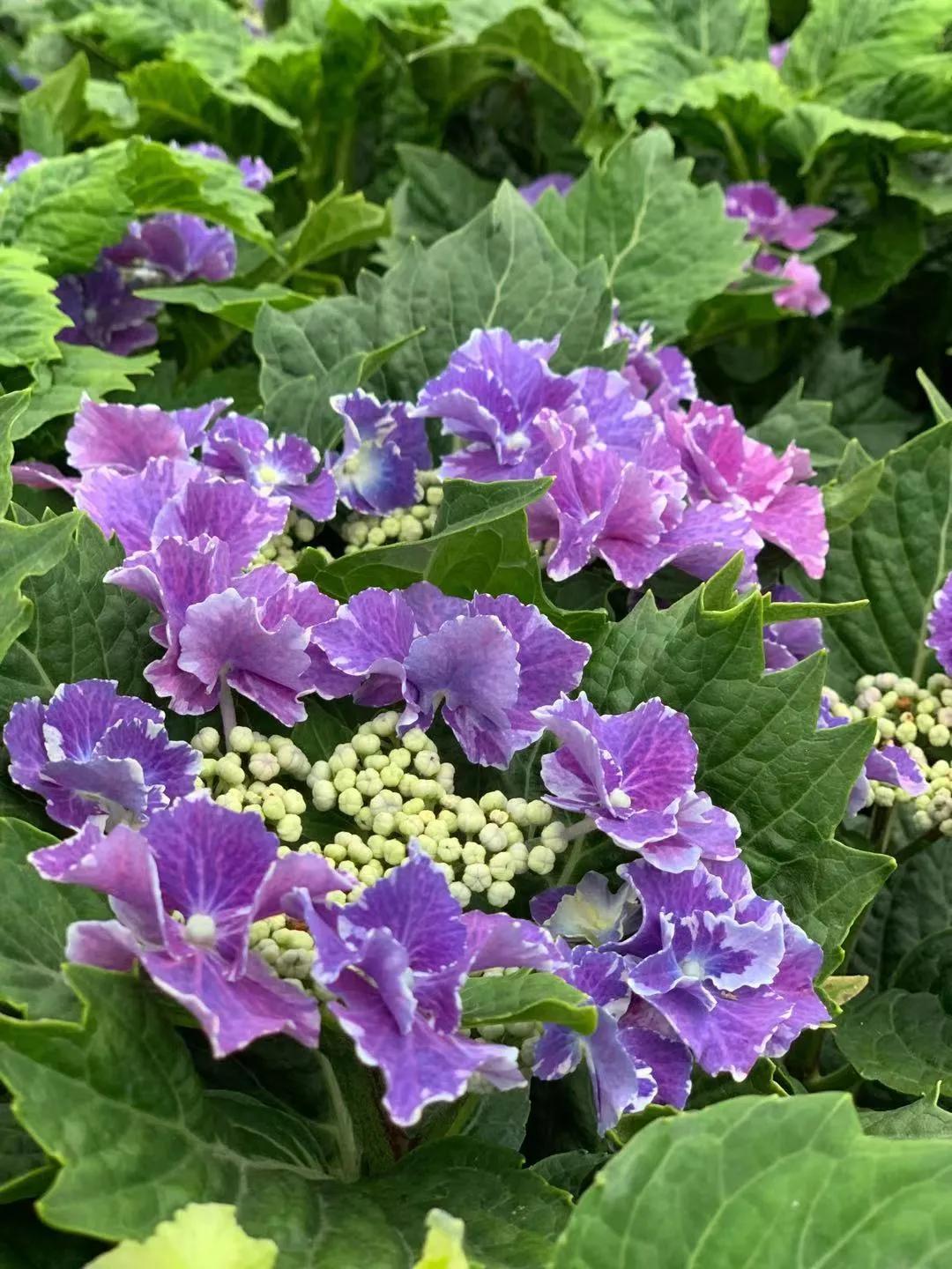 春季绣球叶子发皱怎么回事,夏季绣球老叶子都干枯怎么处理