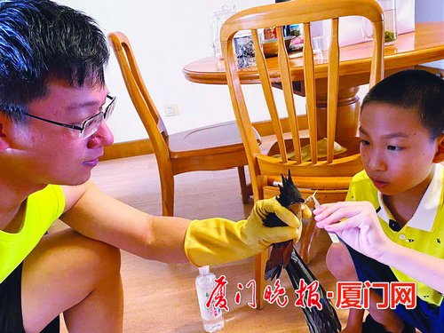 @厦门市民,伤鸟掉脚下,救还是不救?鸟类救助需要专业知识与技能,避免好心办坏事(一)