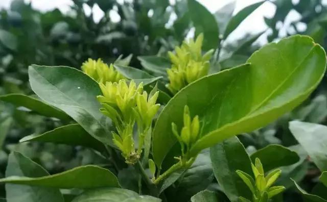 柑橘各生长期需求元素,柑橘富含的微量元素分别有什么用