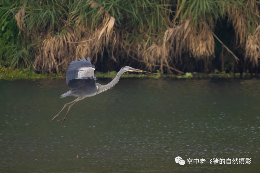 奥林巴斯75-300mm镜头测评人像,奥林巴斯150mm到400mm镜头