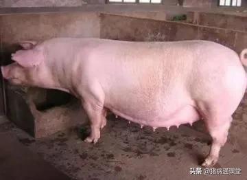 怀孕母猪的饲养与管理,后备母猪怀孕后怎么饲养