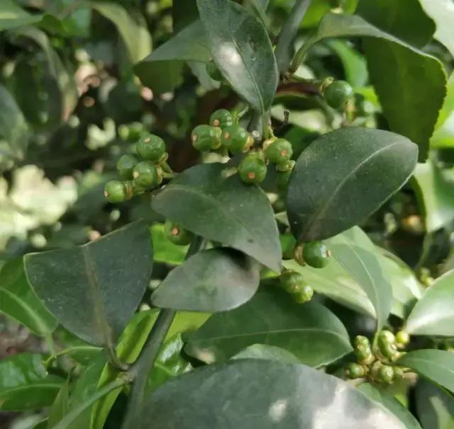 柑橘打保果药后嫩叶向内卷曲,柑橘喷药后叶子发黄怎么办