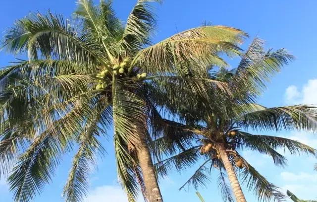 海南珍贵树木有哪些图片,海南花草树木名称大全