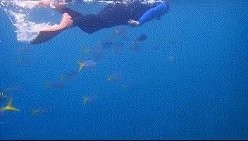 帕劳归来不看海谁说的,帕劳归来不看海