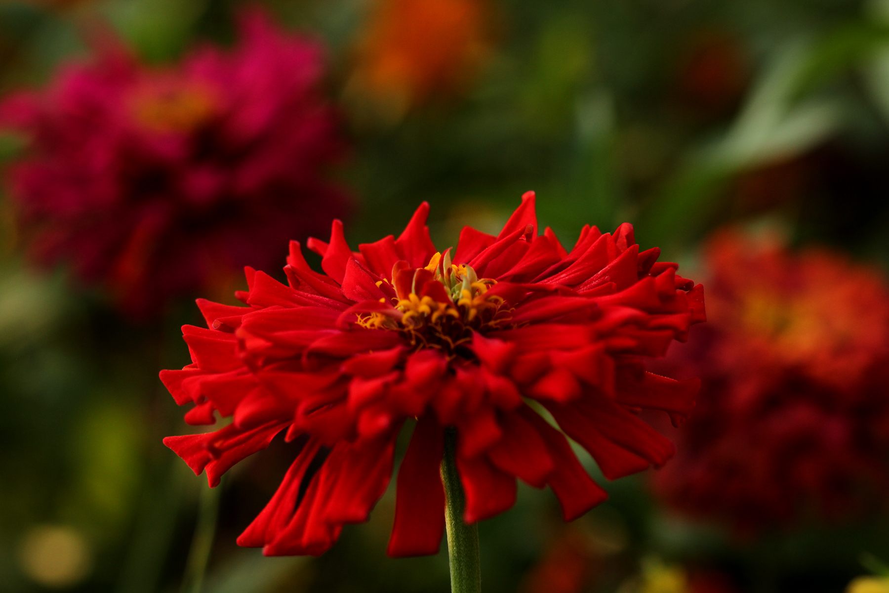 试解孙策东冶屠城事件之谜