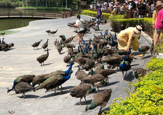 博悦旅游,云南西双版纳博悦