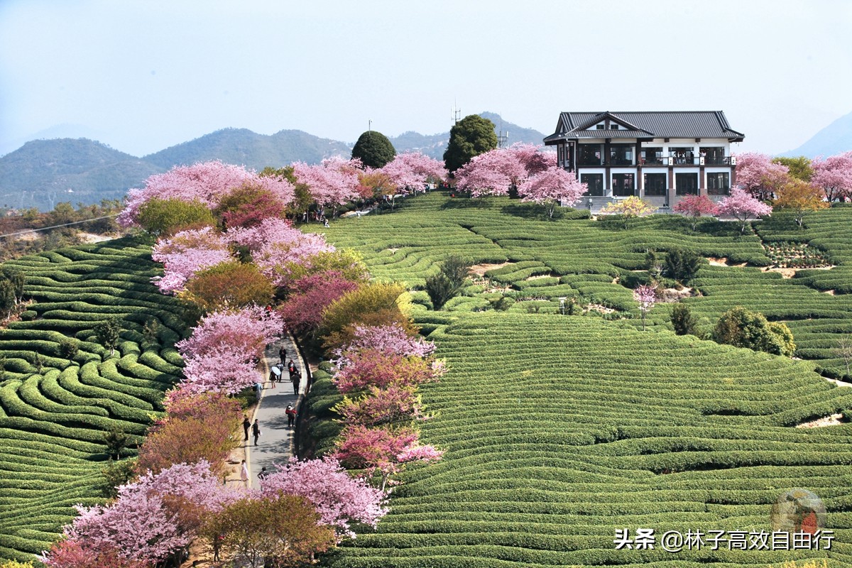 千亩茶山，十里樱花，永福樱花正值颜值巅峰，看完这篇绝不踩坑