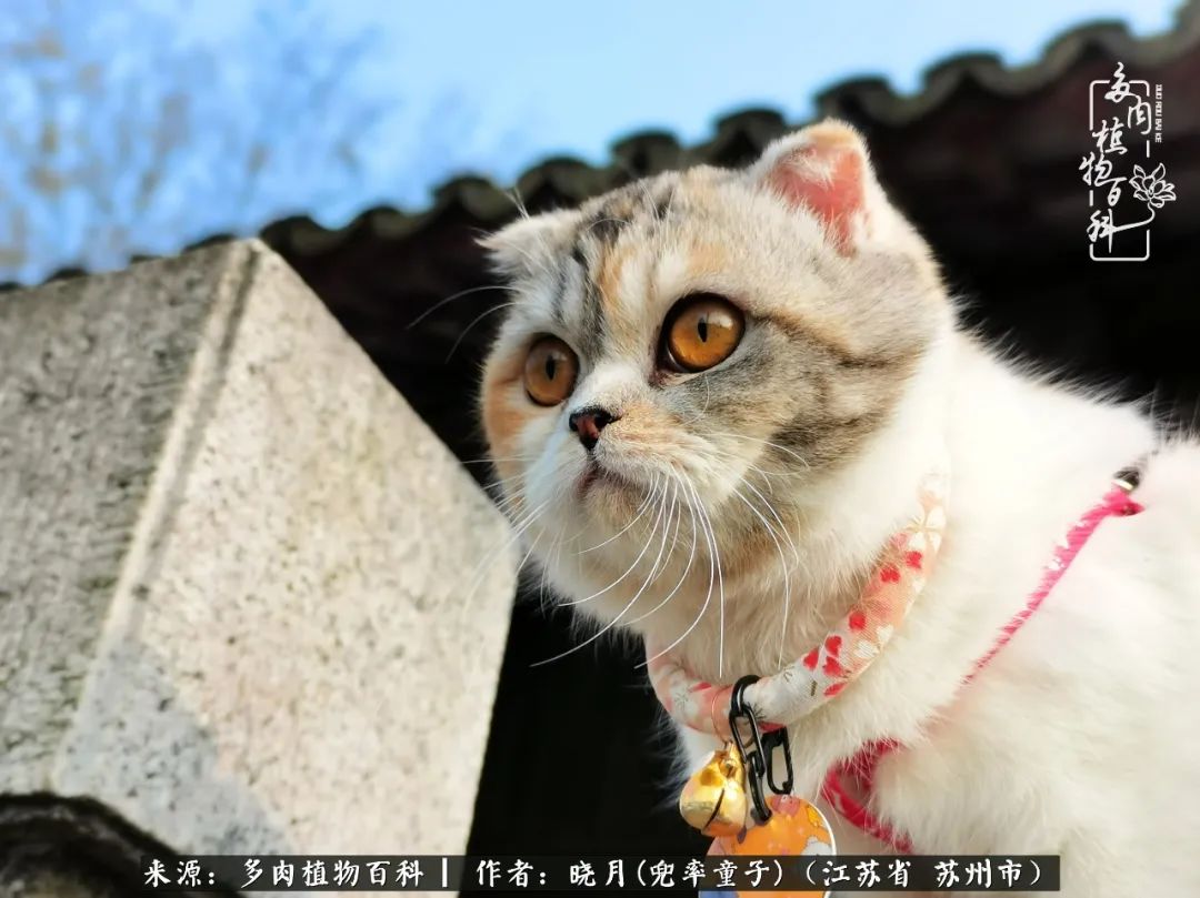 六年时间环游22个国家,却被多肉小萌物征服