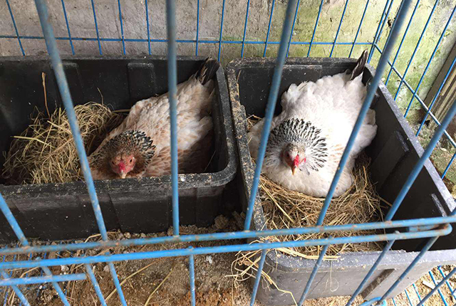 怎样不使母鸡抱窝,怎么让母鸡秋天抱窝最有效