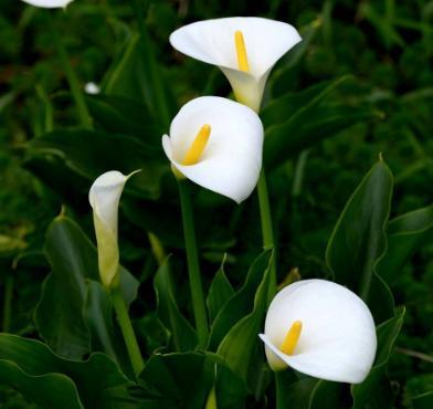 马蹄莲盆栽的养殖方法和注意事项,马蹄莲休眠春天什么时候发新芽