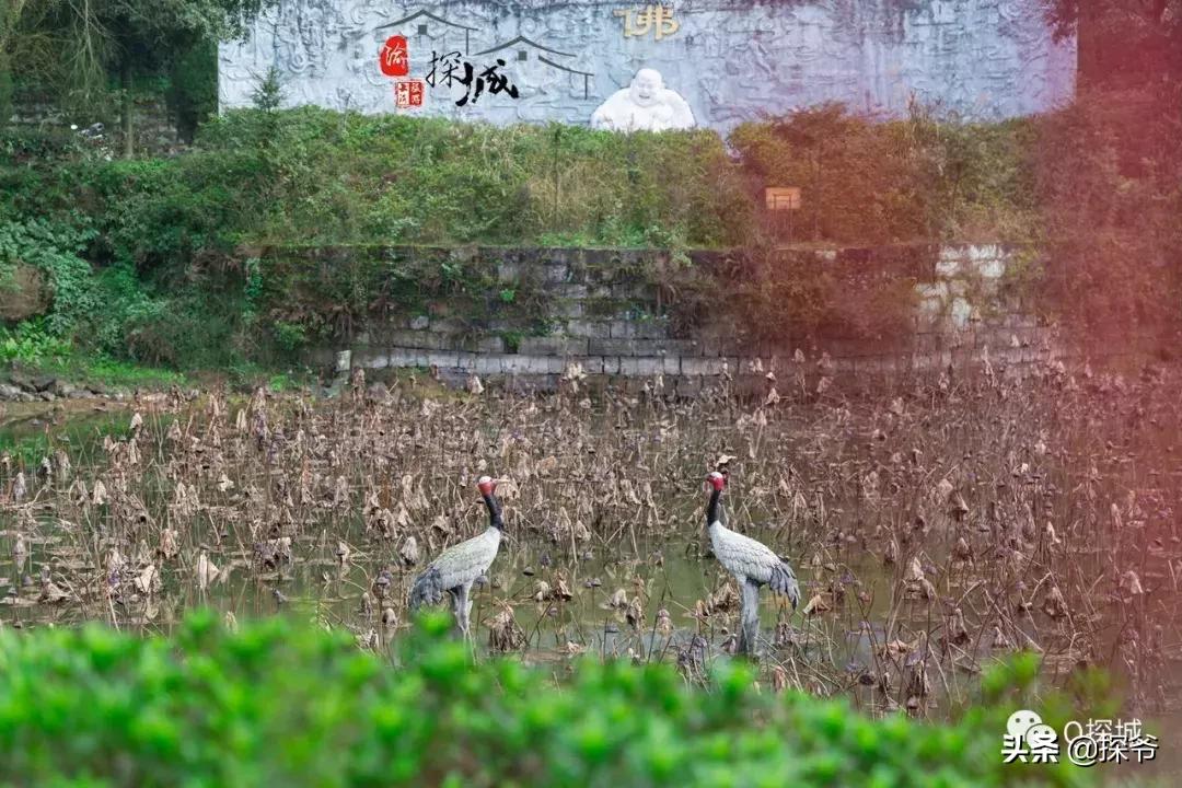 重庆爬山推荐险峻,重庆峭壁悬崖景区