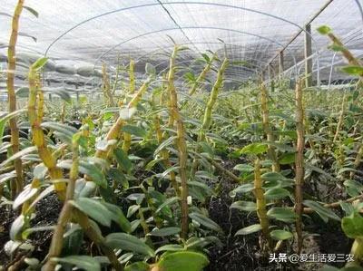 现在农村最快致富是什么行业,农民致富的手工行业