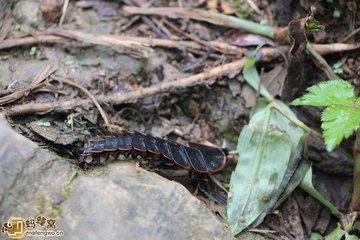 民间传说有一种蛊毒是真的吗,蛊到底是什么东西为什么到处害人