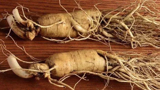 长白山鲜人参煲鸡,长白山精品袋装鲜人参炖鸡