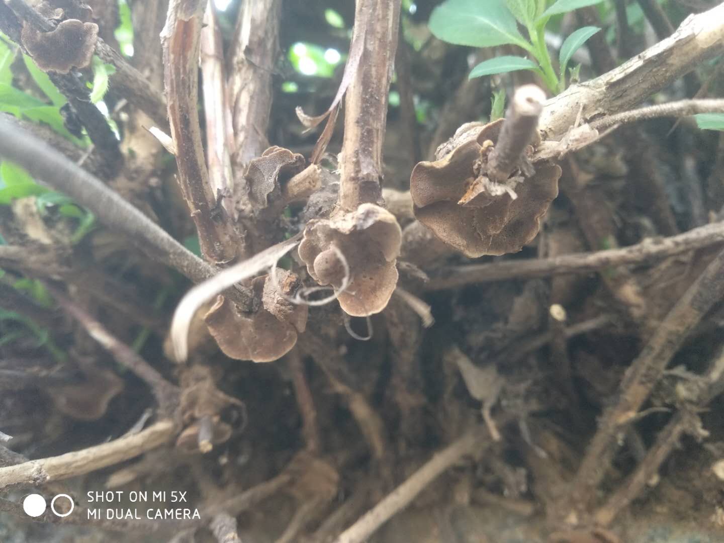 金银花树上长的蛾子哪里能买到,金银花树上长的蛾子是药材吗