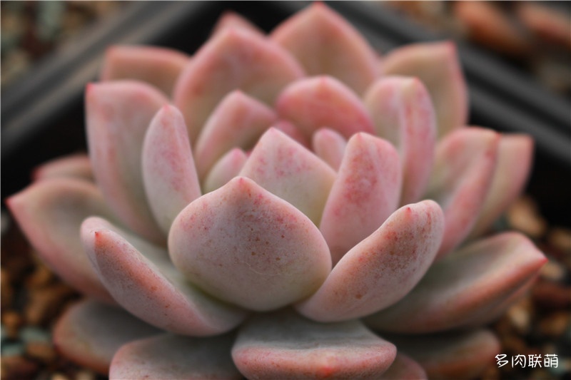 多肉面上铺了麦饭石怎么施肥,多肉施肥是浇水之后还是之前