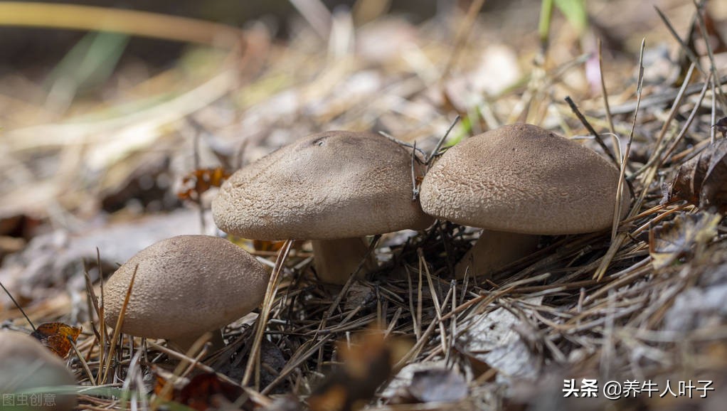 投资6万养羊还是养牛赚钱呢,养牛赚钱吗养200头牛一年能挣10万