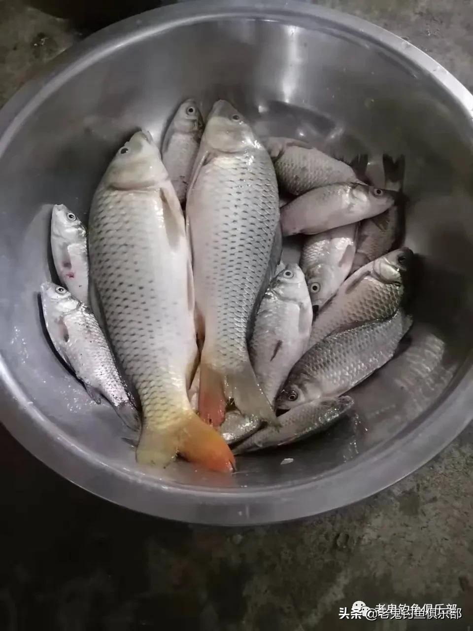 立秋后用蚯蚓钓鲫鱼,立秋以后用腥香饵料