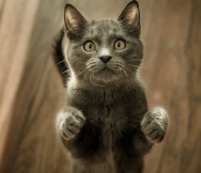 猫咪的肉垫有哪些,猫咪的肉垫特别红