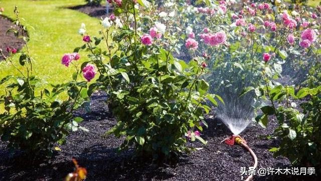 不耐晒的月季夏天怎么办,盆栽月季严重晒伤脱水怎么救