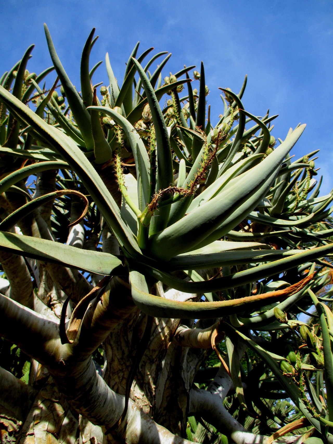 哪一种芦荟长得最矮又好养,最好养的芦荟排名