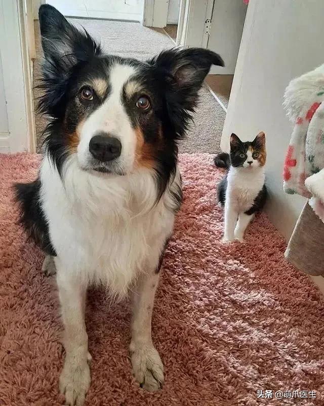 猫咪长大后还认得出兄弟姐妹吗,猫咪长大还记得自己的同胞兄弟吗