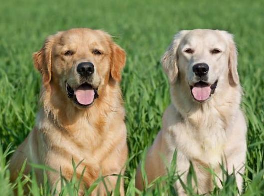 小金毛犬多少钱一只纯种,纯种金毛犬幼犬一般多少钱一只