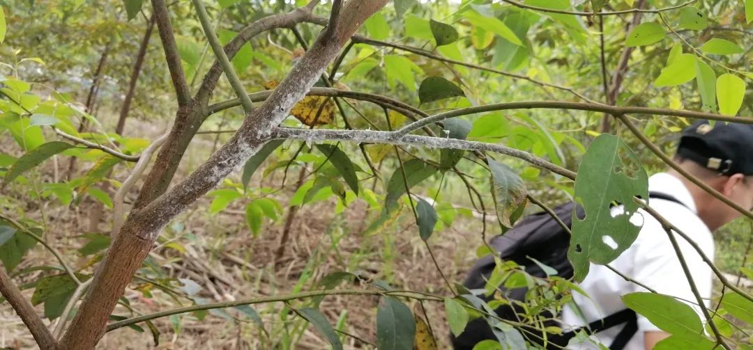 桉木虱防治效果,桉木虱危害部位