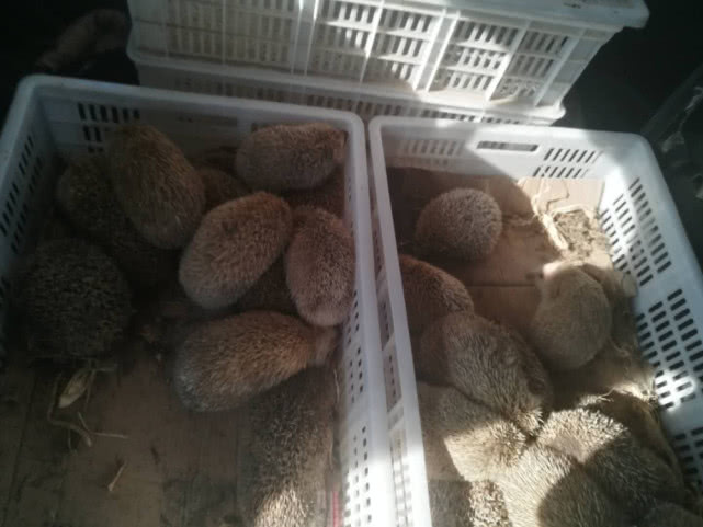 一天能吃掉半斤白蚁，曾是农业一大益兽，却被当补品差点吃绝了