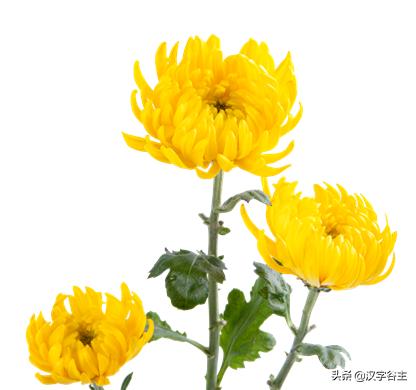 读“菊”，读出其自然本性与人文意象