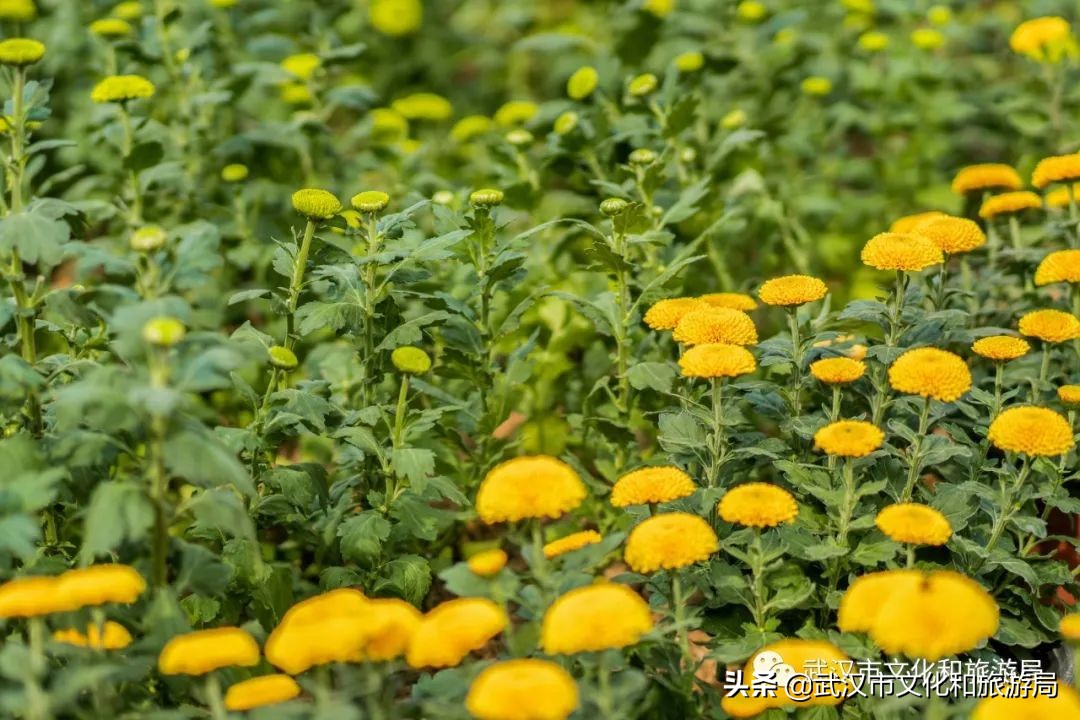 花点时间武汉东湖樱花园,武汉花点时间