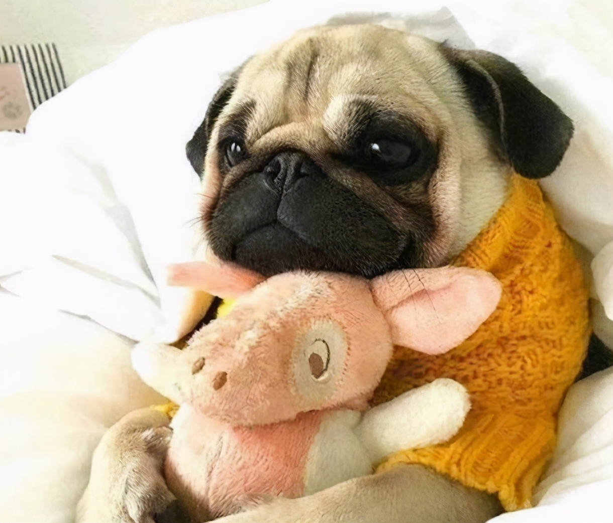 巴哥犬不吃东西怎么办呢,巴哥犬体味怎么解决