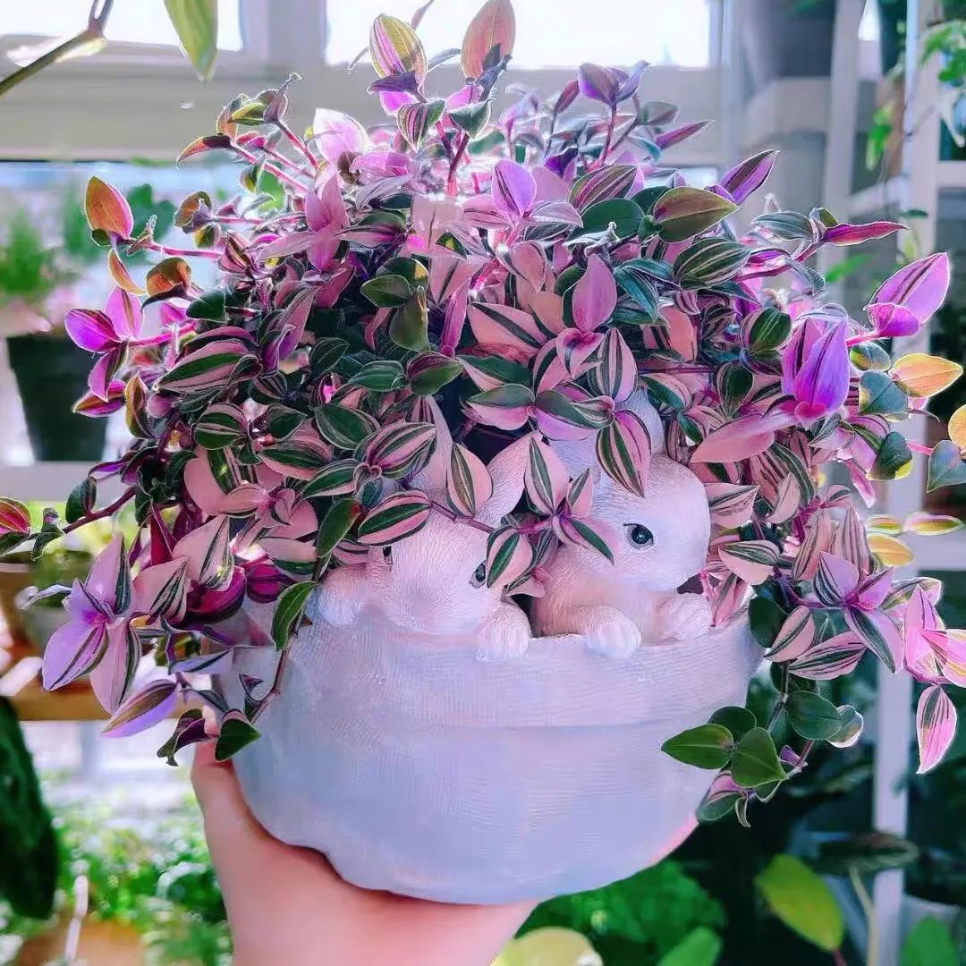 家里养哪五种开的旺宅花,什么花放客厅最旺宅