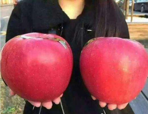 孙猴子跳不出五指山,孙猴子逃不出如来佛的手掌心