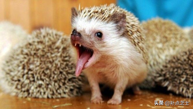 关于刺猬的小知识,宠物刺猬的冷知识