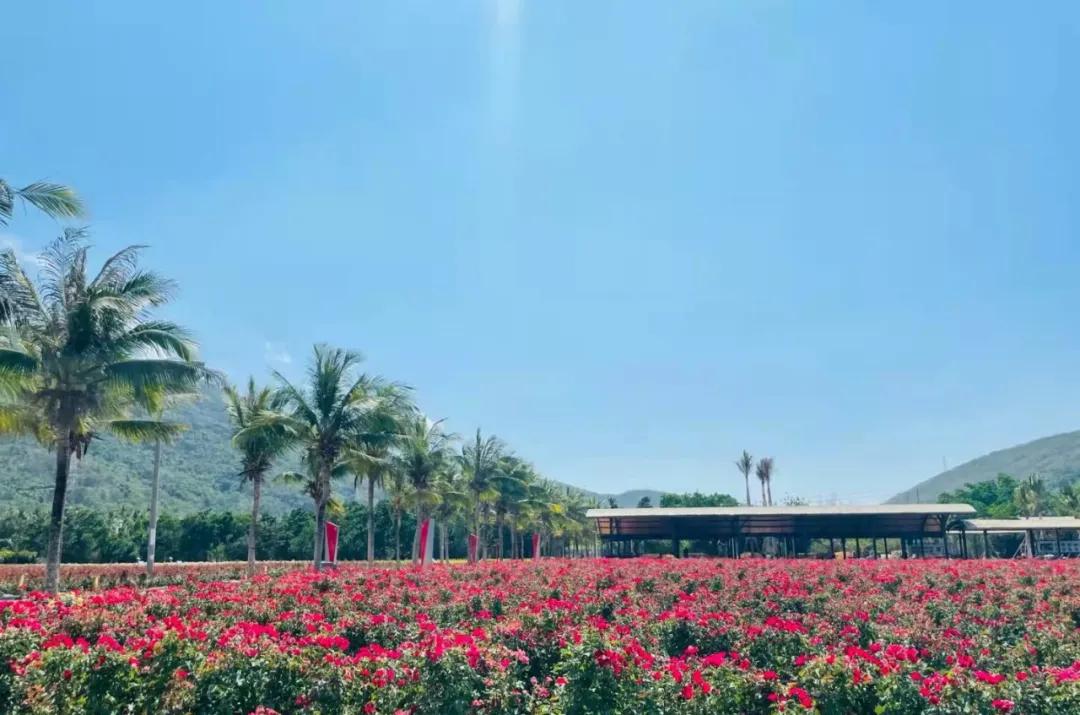 浪鲸卫浴721活动,潮玩三亚