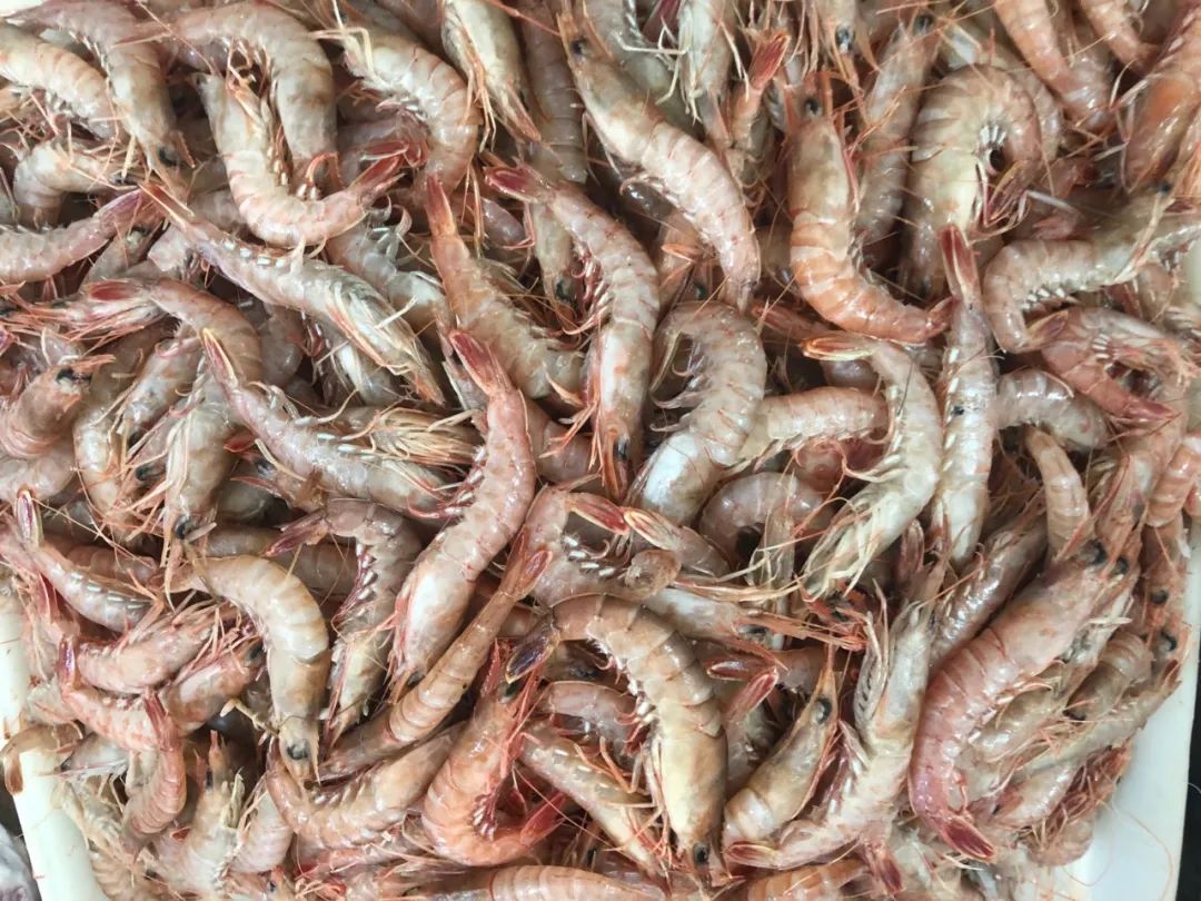 威海100元一斤的海鲜,六月份威海海鲜价格