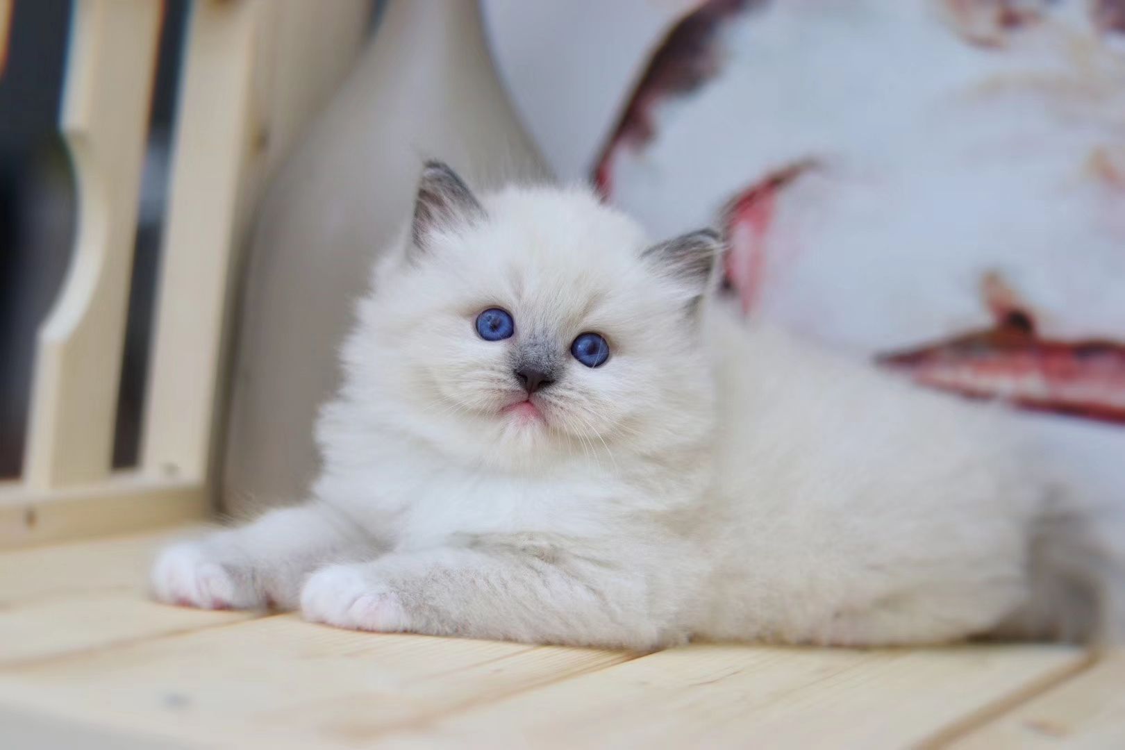 如何买到东北布偶猫,在哪里买布偶猫最便宜在手机上买