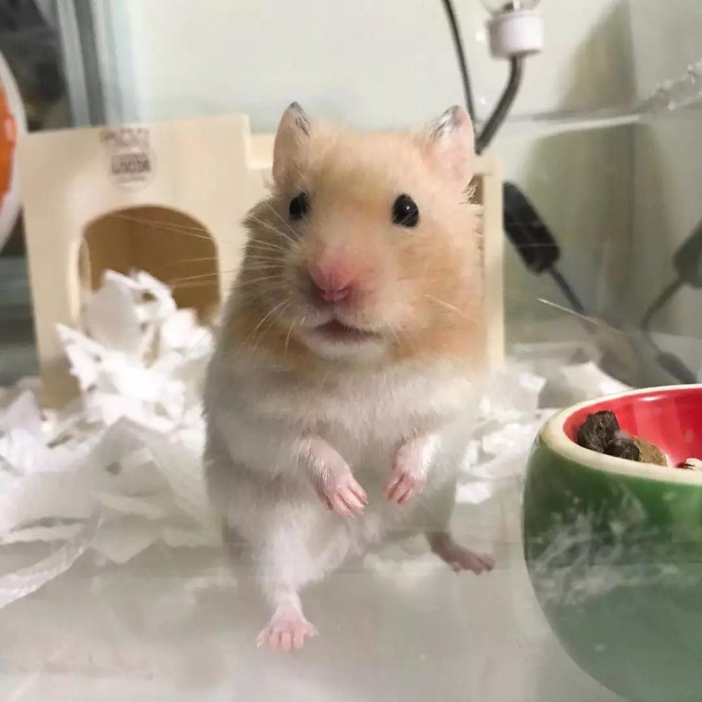 做个合格的捡屎官，谨防仓鼠过度肥胖，2个减肥方法请笑纳！