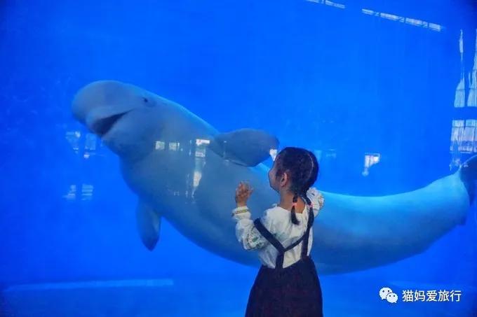 齐河附近带孩子自驾游景点,周边亲子游齐河