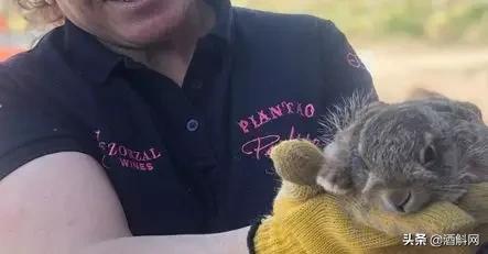 一瓶真正的自然酒的诞生丨Zorzal酒庄专访