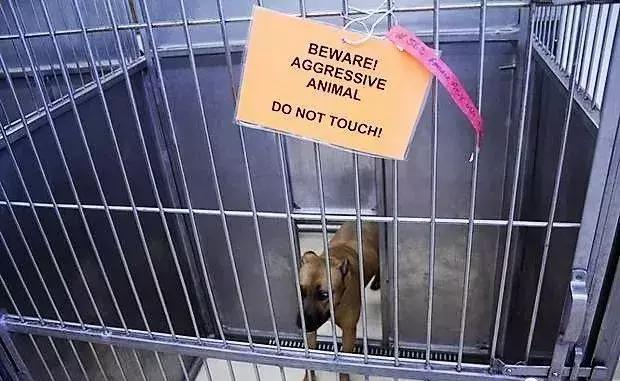 男子被一条狗疯咬,男子被狗追咬全身缝300多针